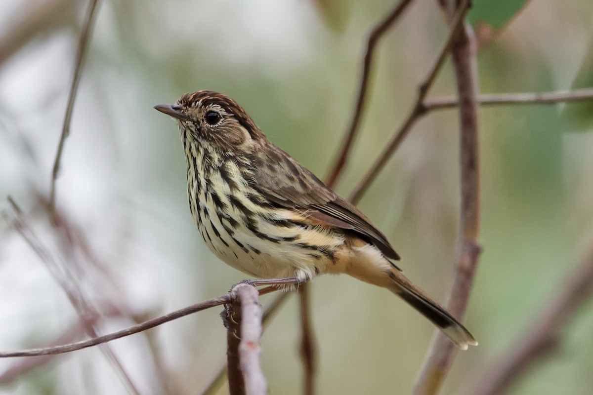 Speckled Warbler - Adrian van der Stel