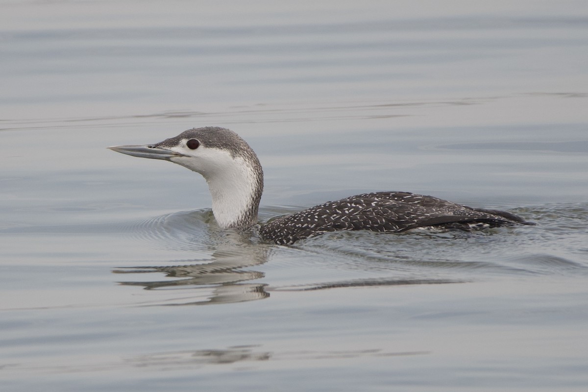 Red-throated Loon - ML426646751