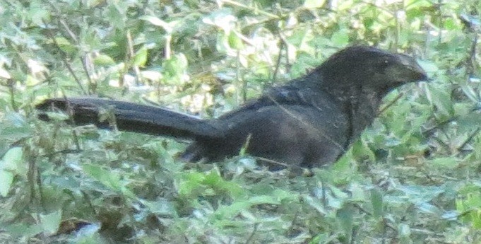 Groove-billed Ani - Nic Zimmer