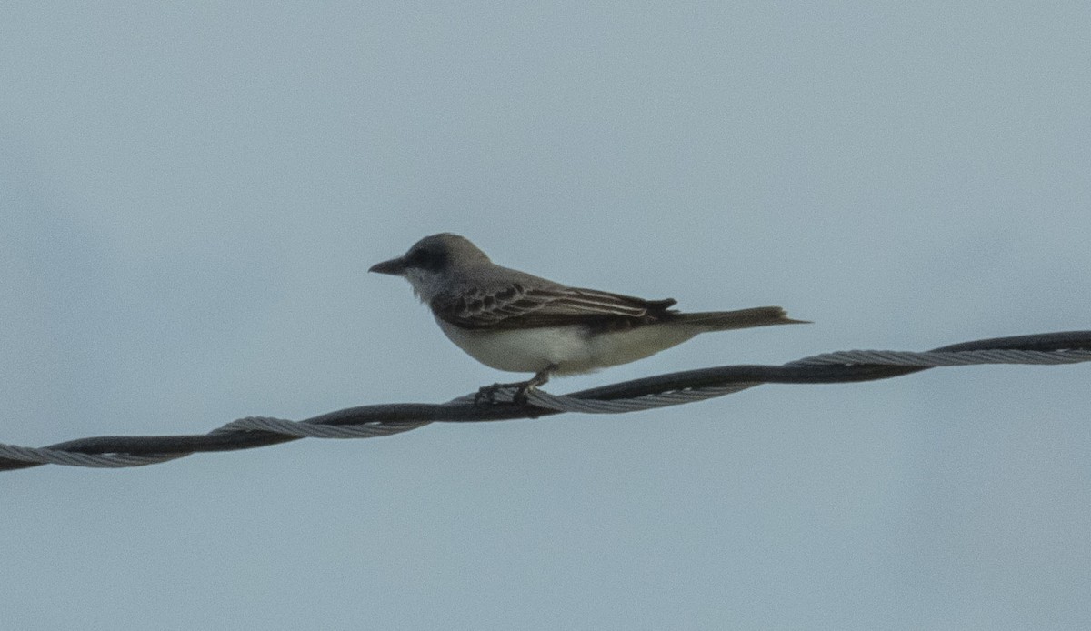 Gray Kingbird - ML426647471