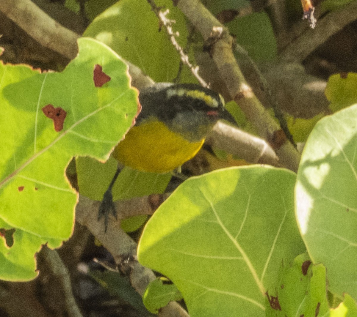 Bananaquit - ML426647541