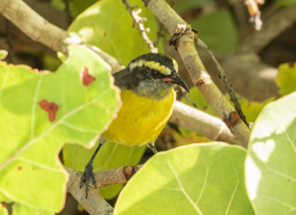 Bananaquit - ML426647731