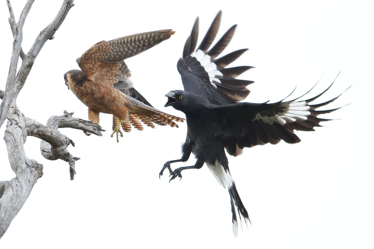 Pied Currawong - Adrian van der Stel