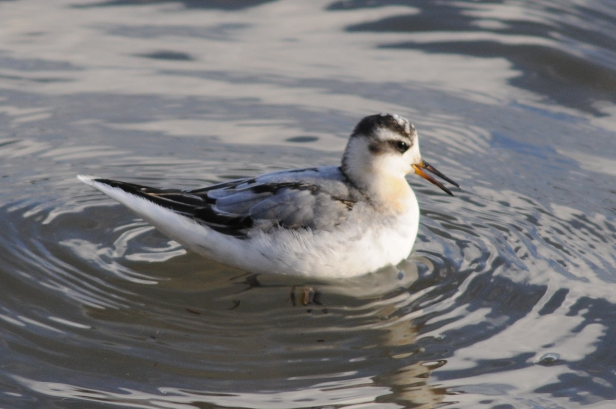 Red Phalarope - Warren Whaley