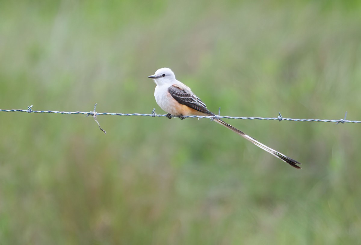 Scissor-tailed Flycatcher - Suzanne Labbé