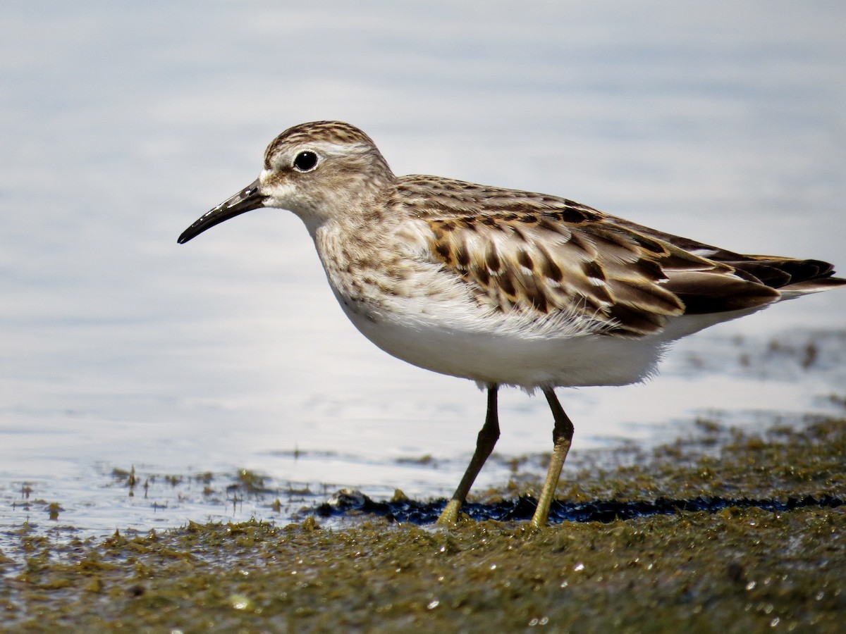 Least Sandpiper - ML42665091