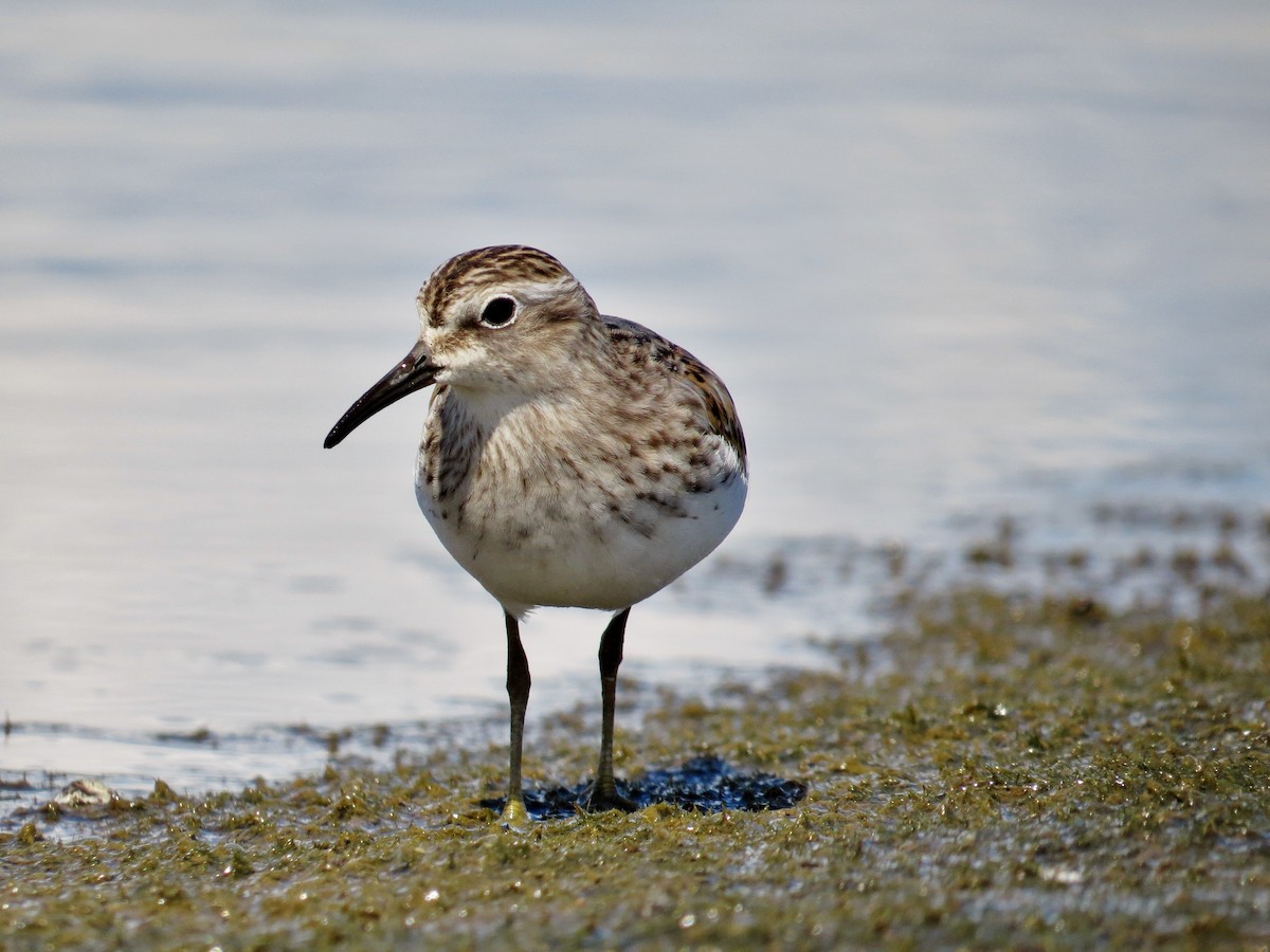 Least Sandpiper - ML42665101