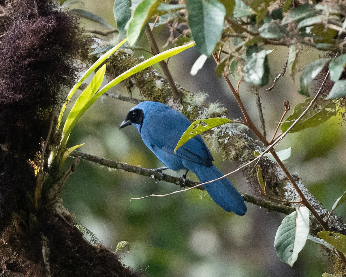 Turquoise Jay - ML426652071