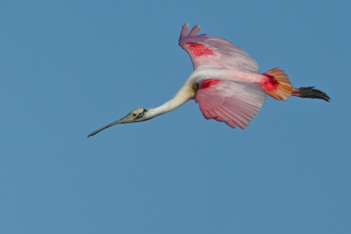 Roseate Spoonbill - ML426652641