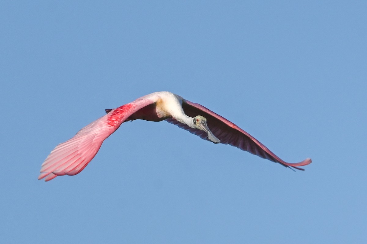 Roseate Spoonbill - ML426652651