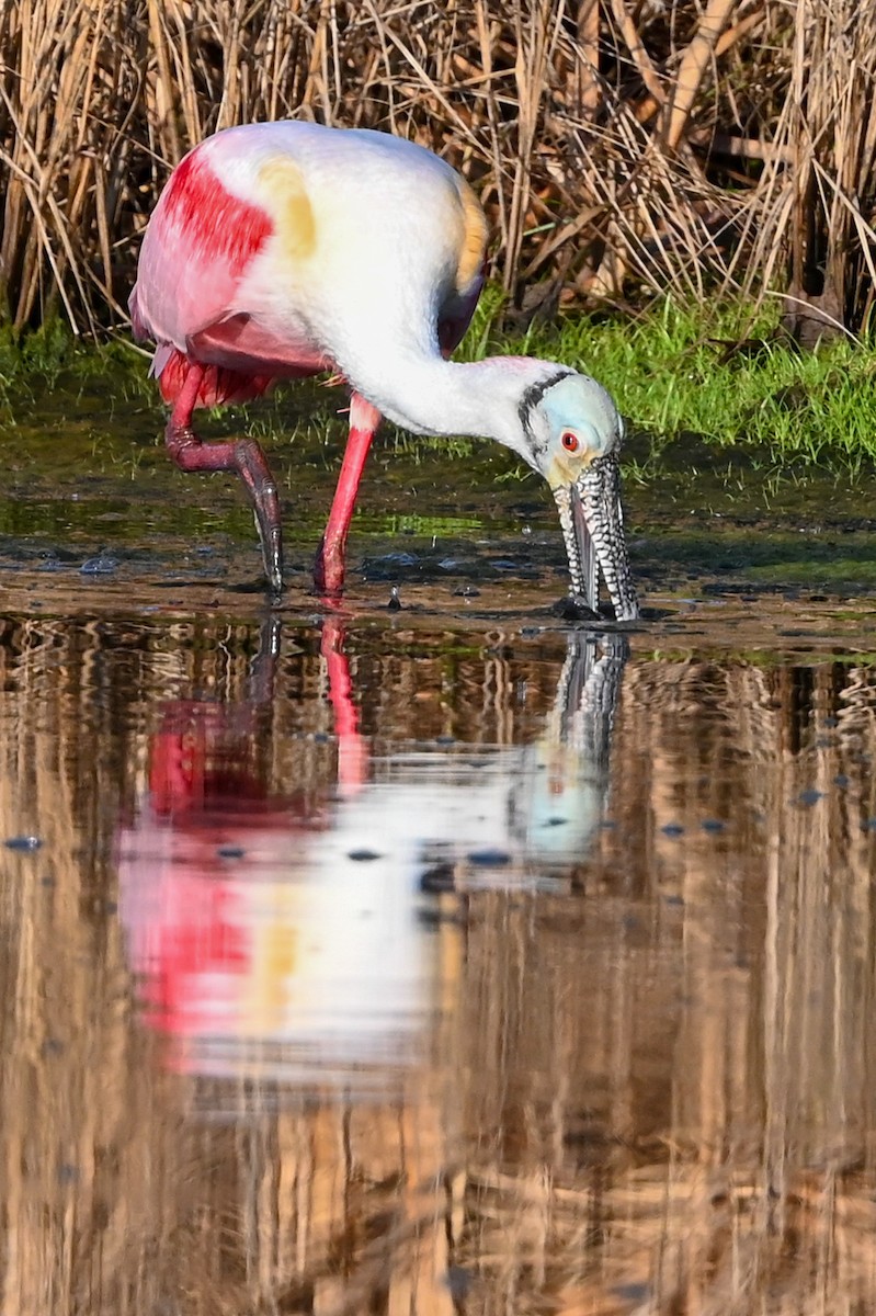 Roseate Spoonbill - ML426652661