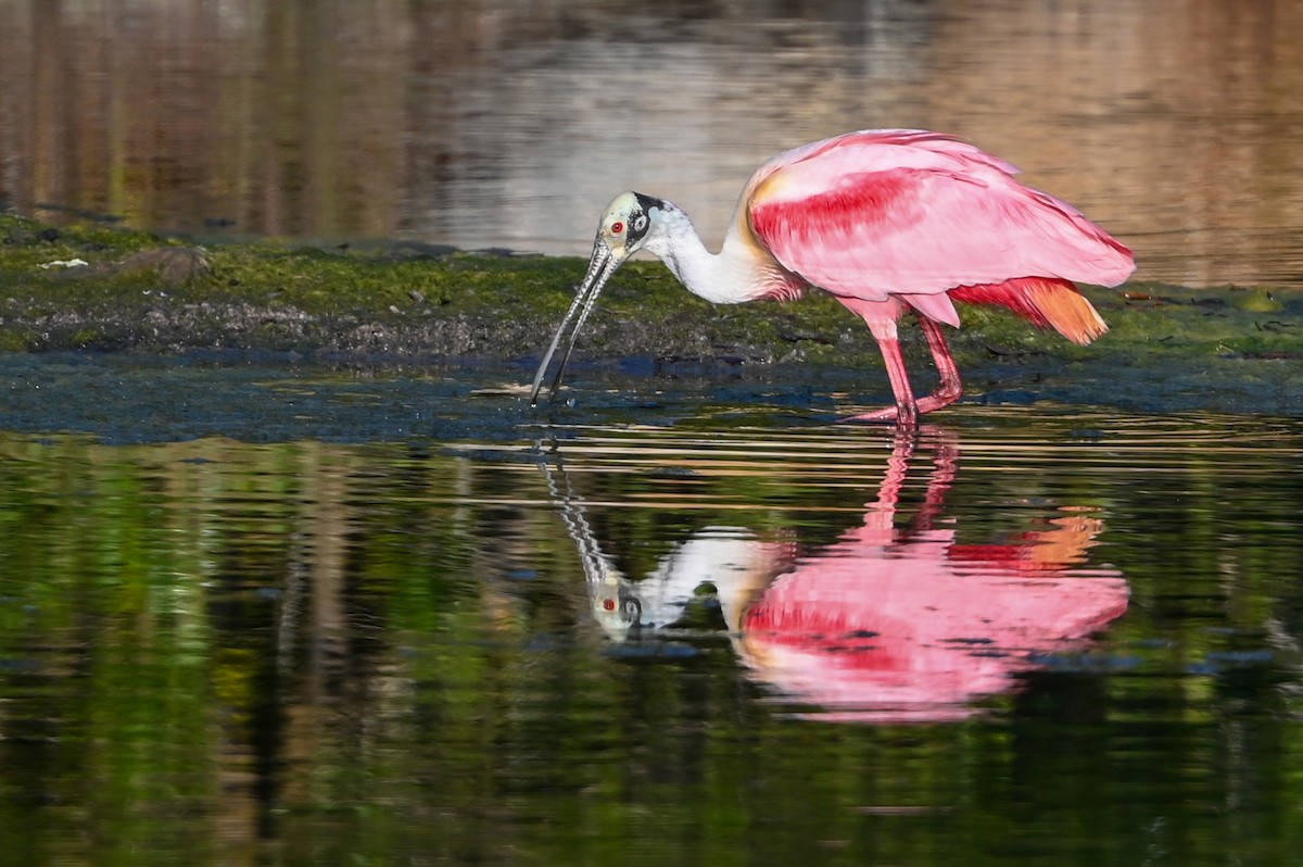 Roseate Spoonbill - ML426652671