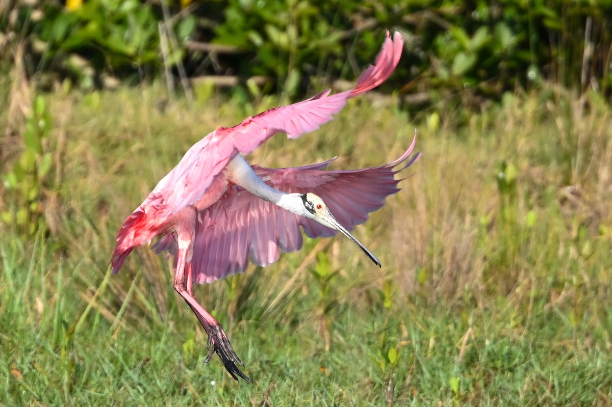 Roseate Spoonbill - ML426652701