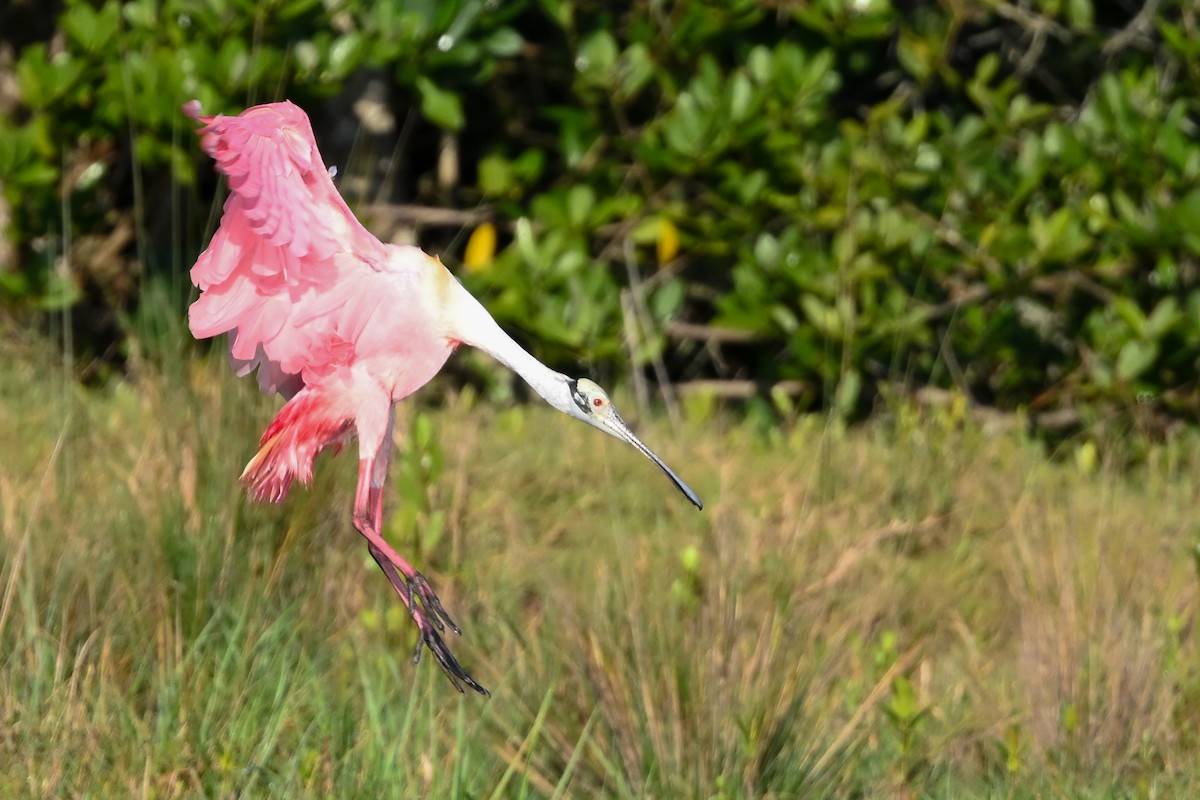 Roseate Spoonbill - ML426652721