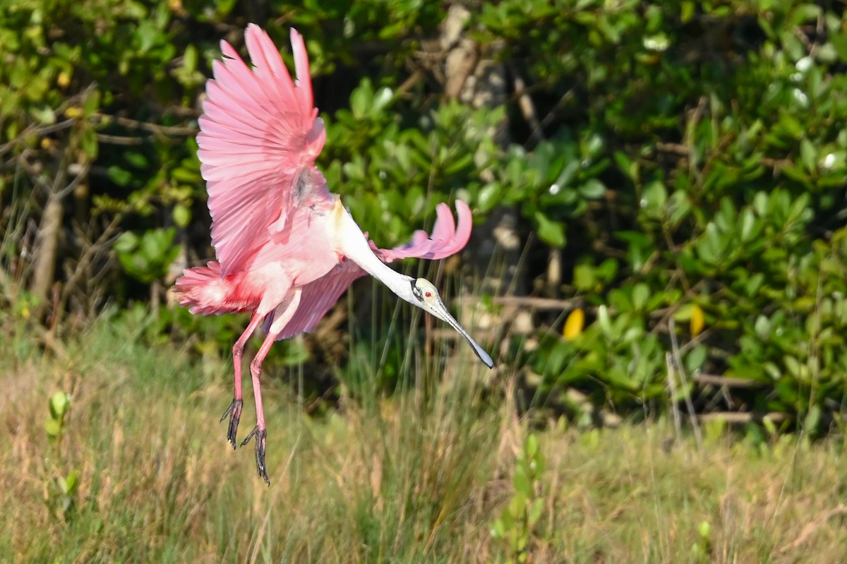 Roseate Spoonbill - ML426652741
