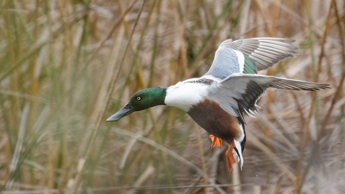 Northern Shoveler - Bryan Calk