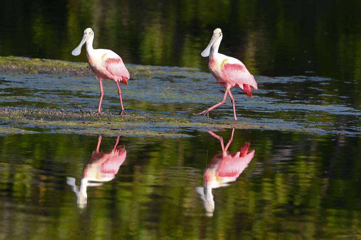 Roseate Spoonbill - ML426652921