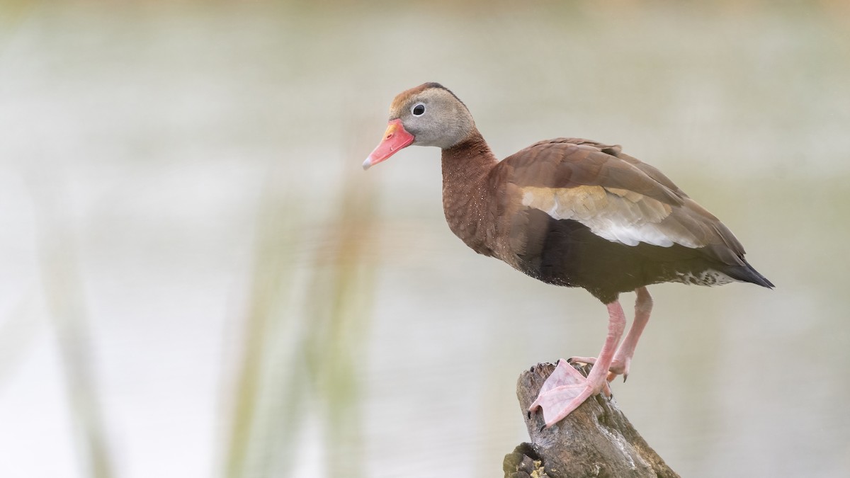 Black-bellied Whistling-Duck - Bryan Calk