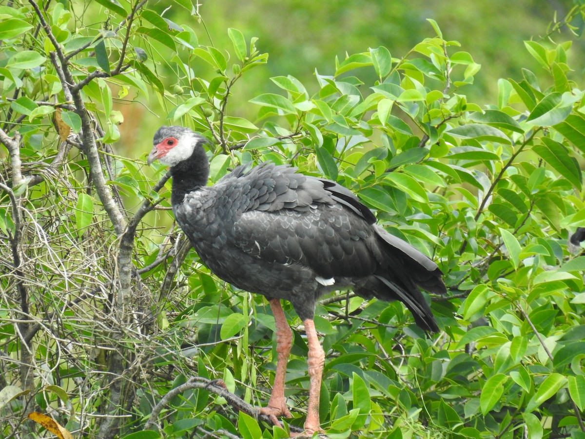 Weißwangen-Wehrvogel - ML426654301