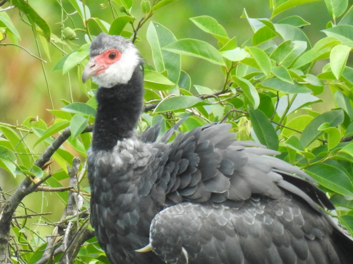 Weißwangen-Wehrvogel - ML426654361