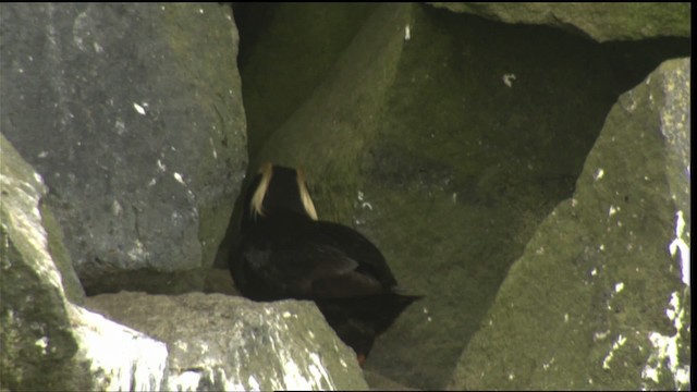 Tufted Puffin - ML426655