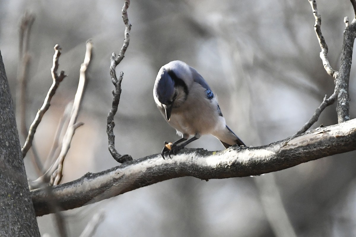 Blue Jay - ML426655061