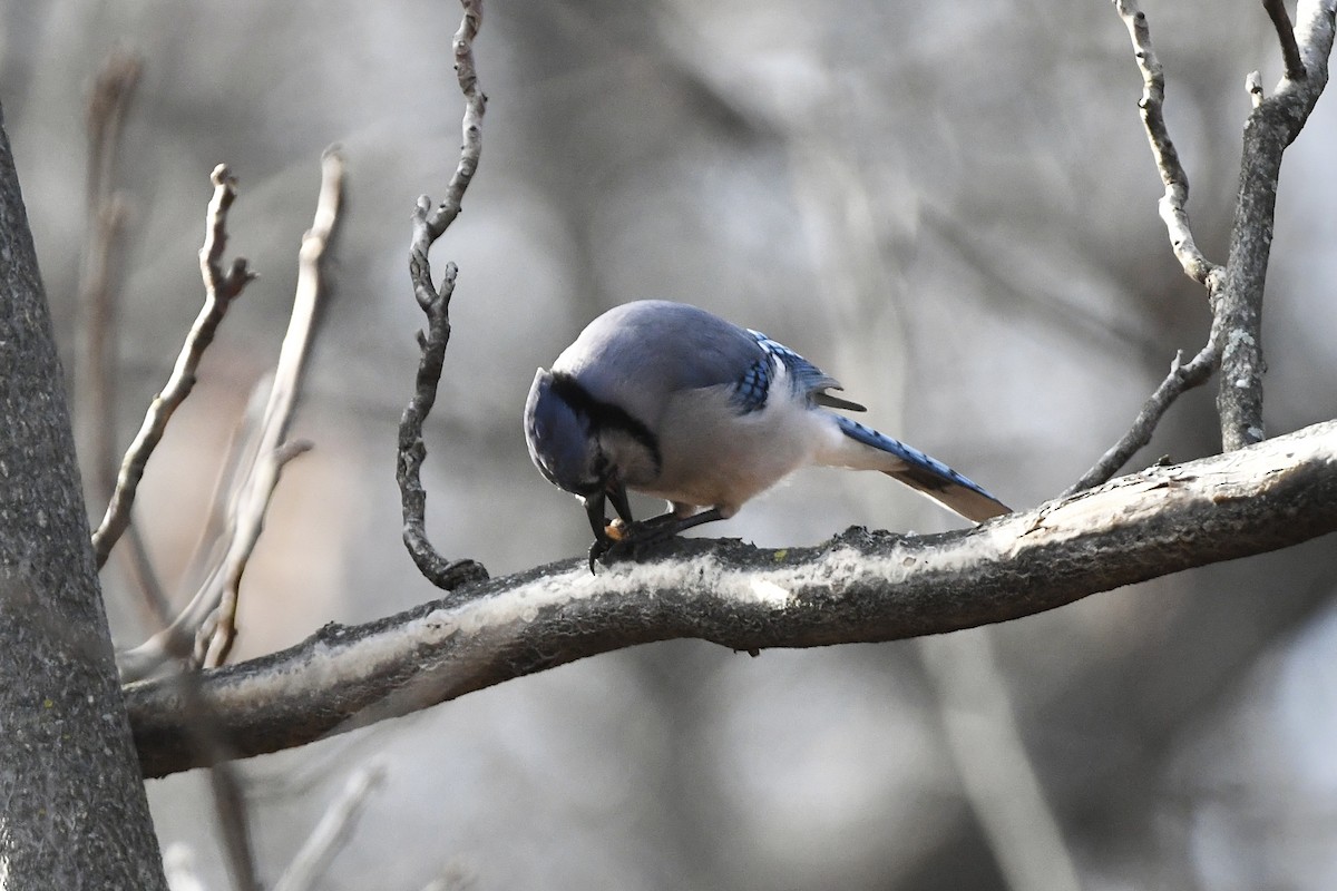 Blue Jay - ML426655081
