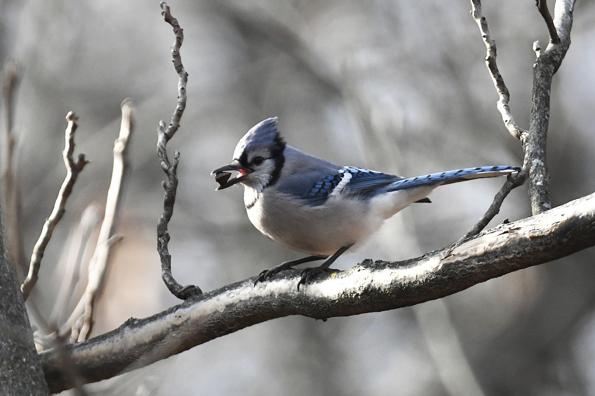 Blue Jay - ML426655101