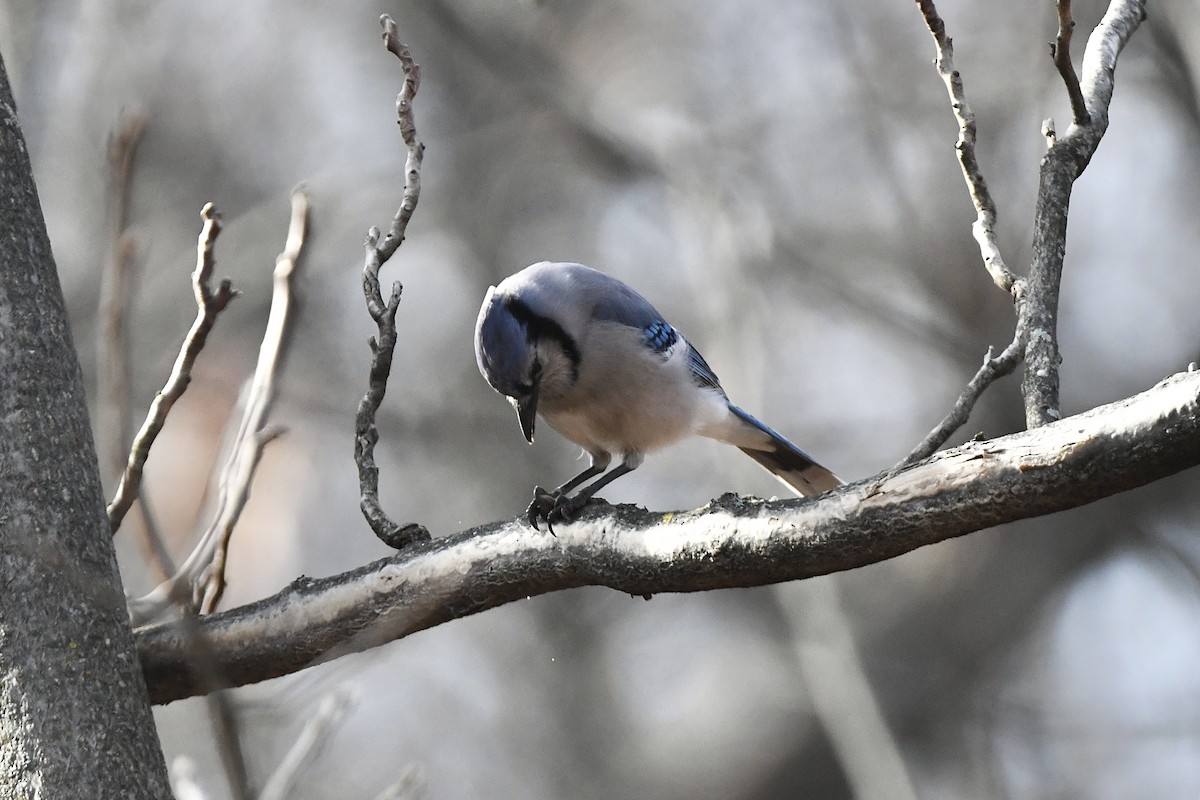 Blue Jay - ML426655111