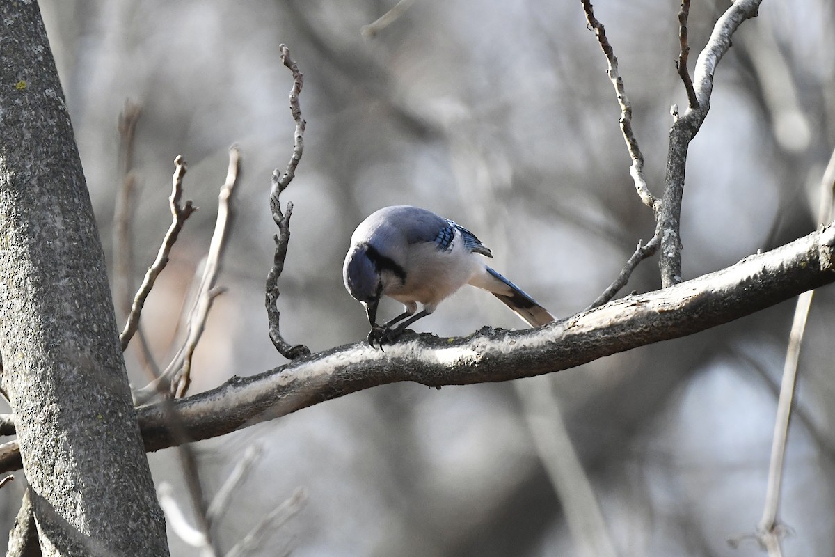 Blue Jay - ML426655181