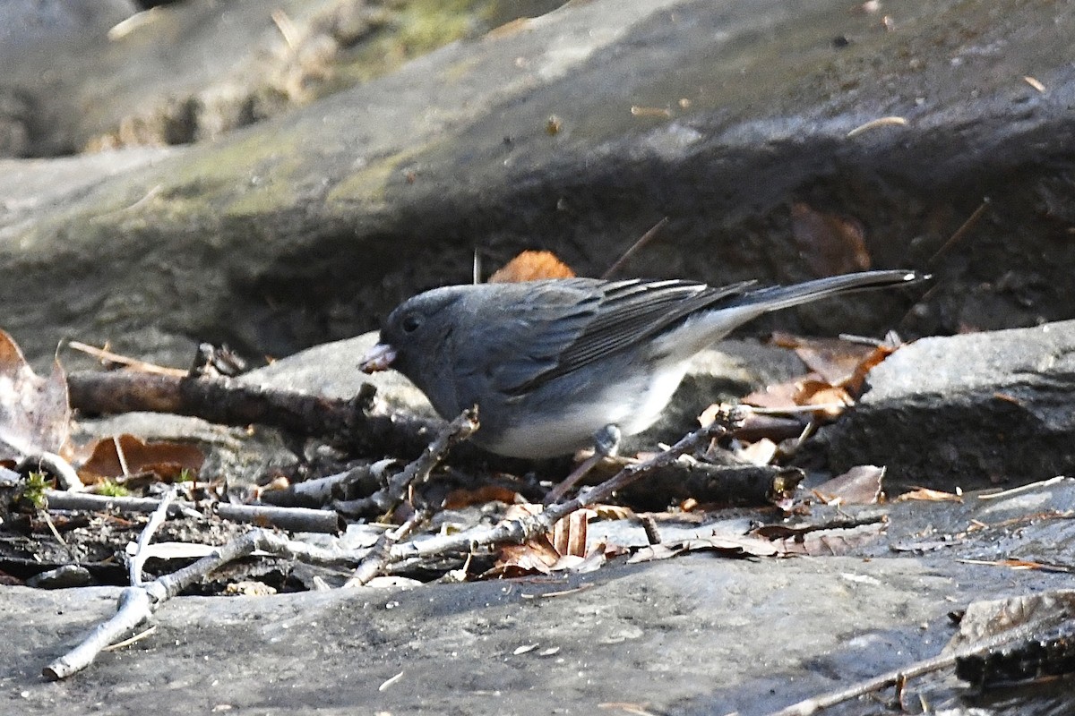 Dark-eyed Junco - ML426655661