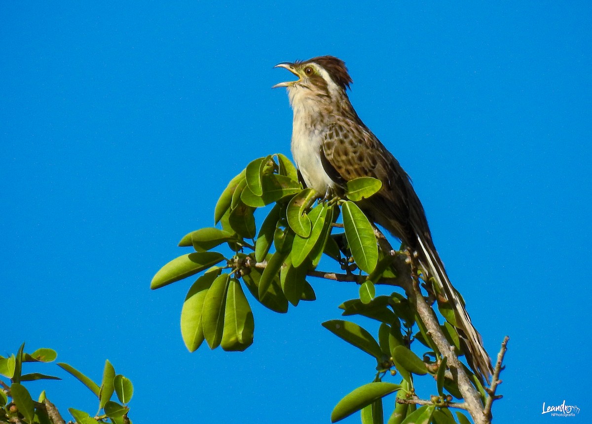 Striped Cuckoo - Leandro Niebles Puello