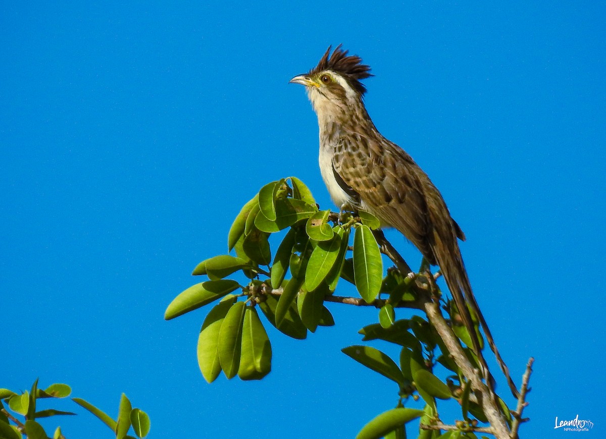 Striped Cuckoo - Leandro Niebles Puello