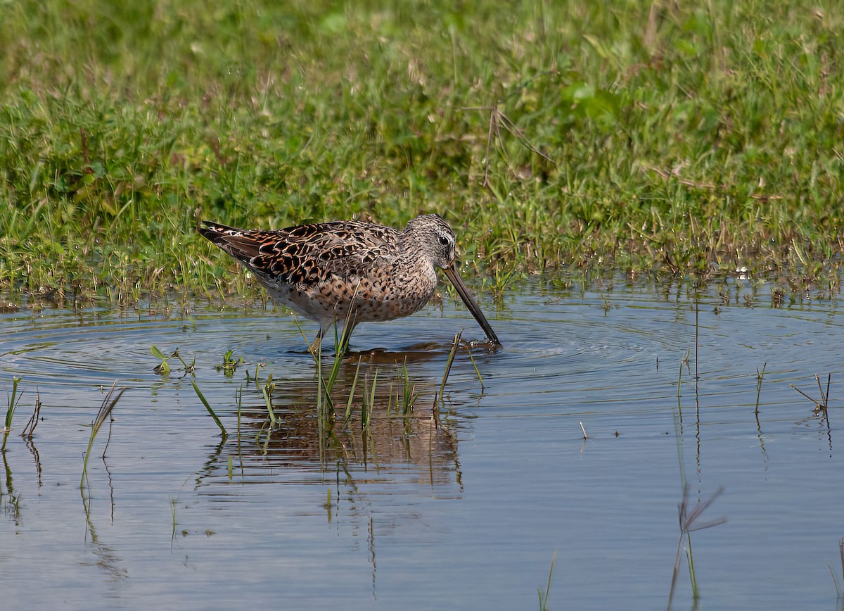 Long-billed Dowitcher - ML426658571