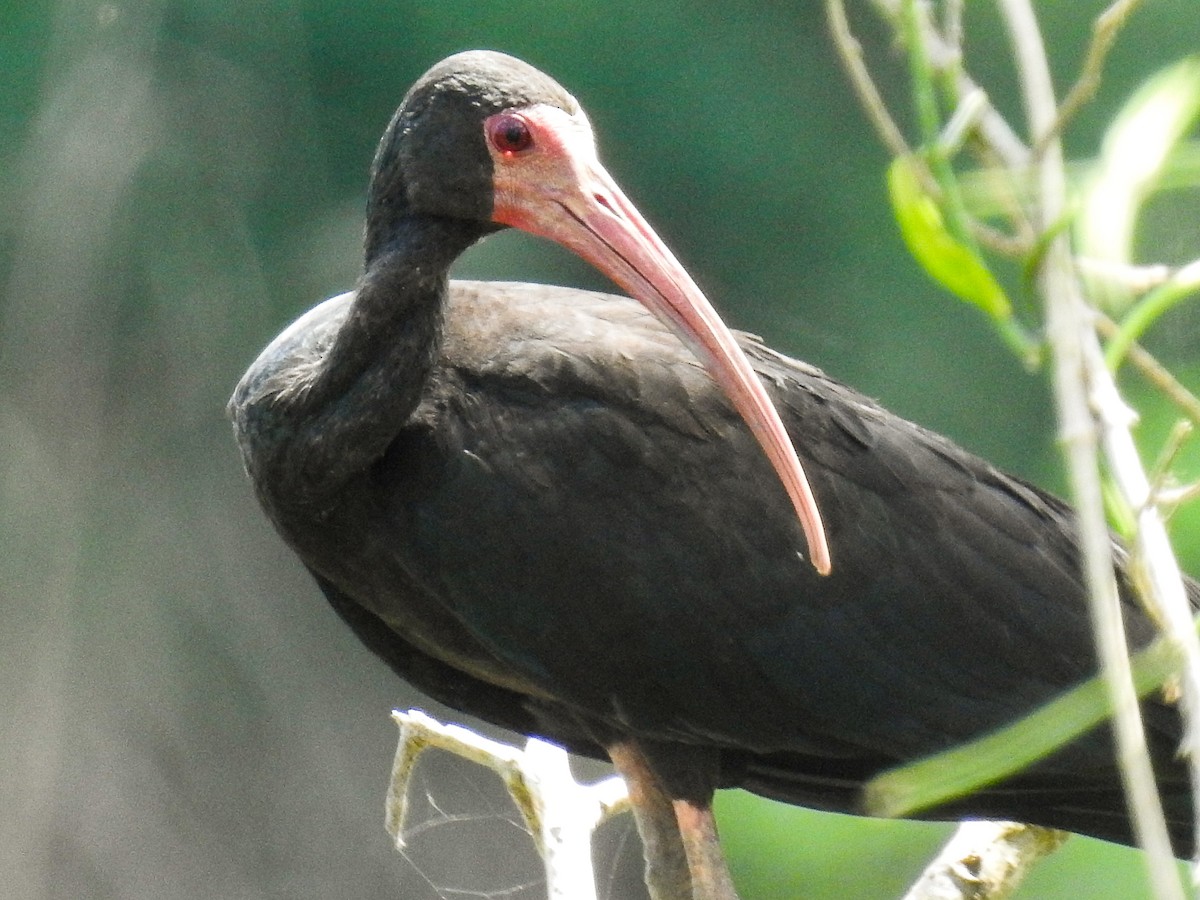 ibis tmavý - ML426659531