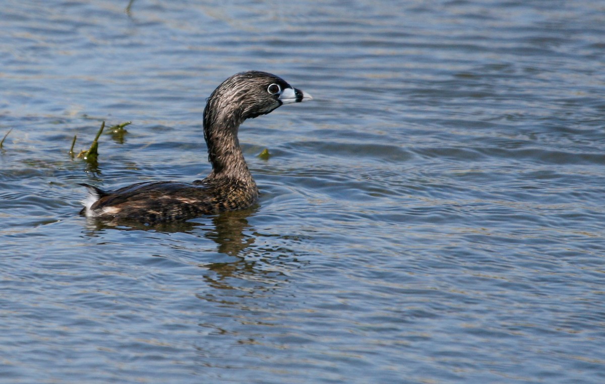 Pied-billed Grebe - ML426659581