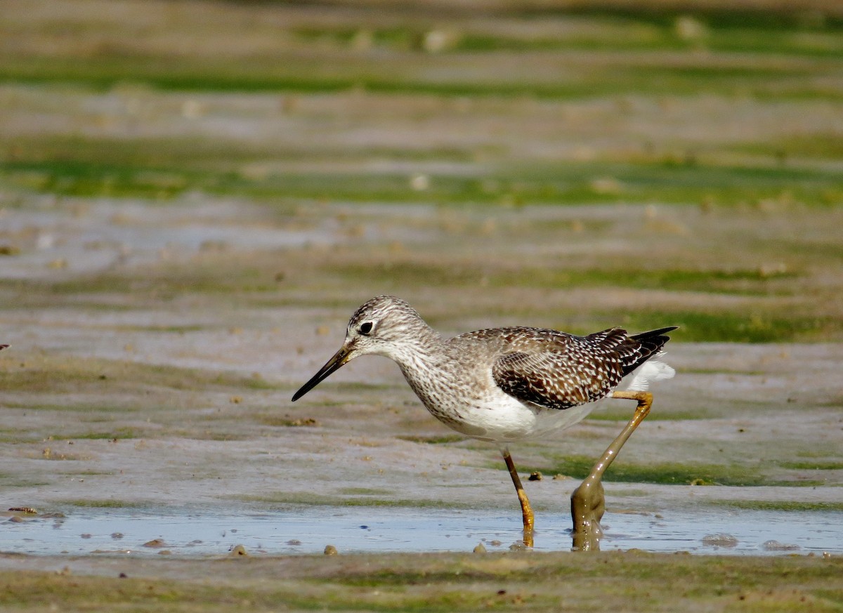 Lesser Yellowlegs - ML42666031