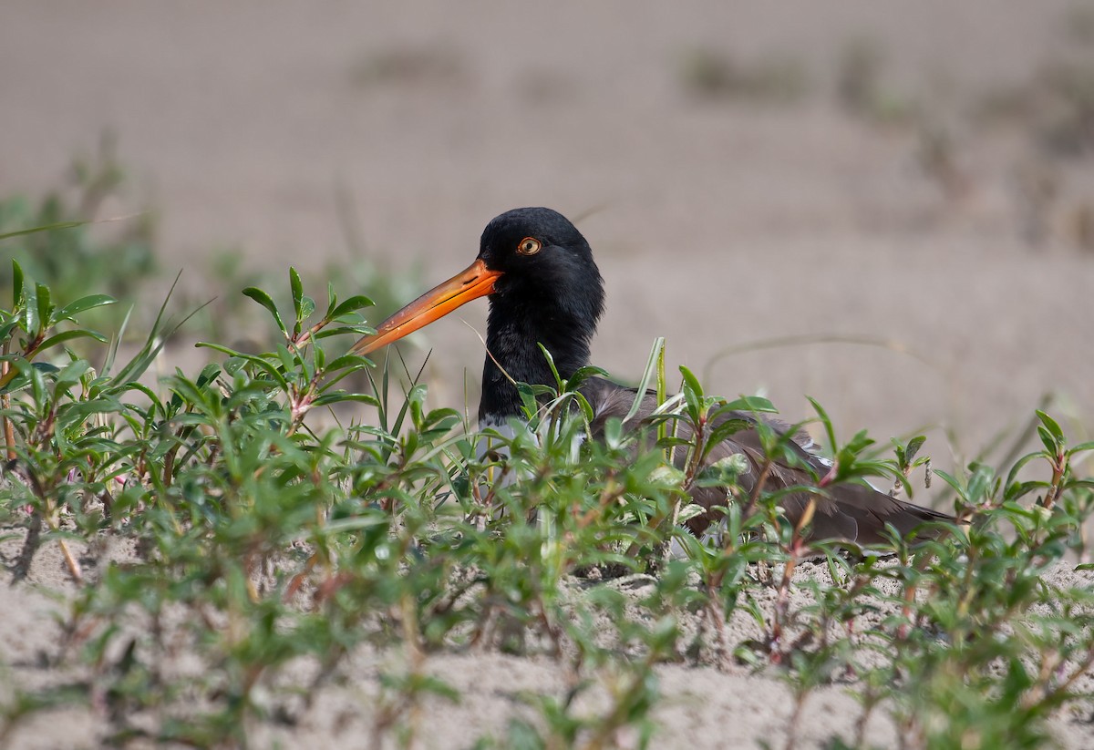 American Oystercatcher - ML426660581