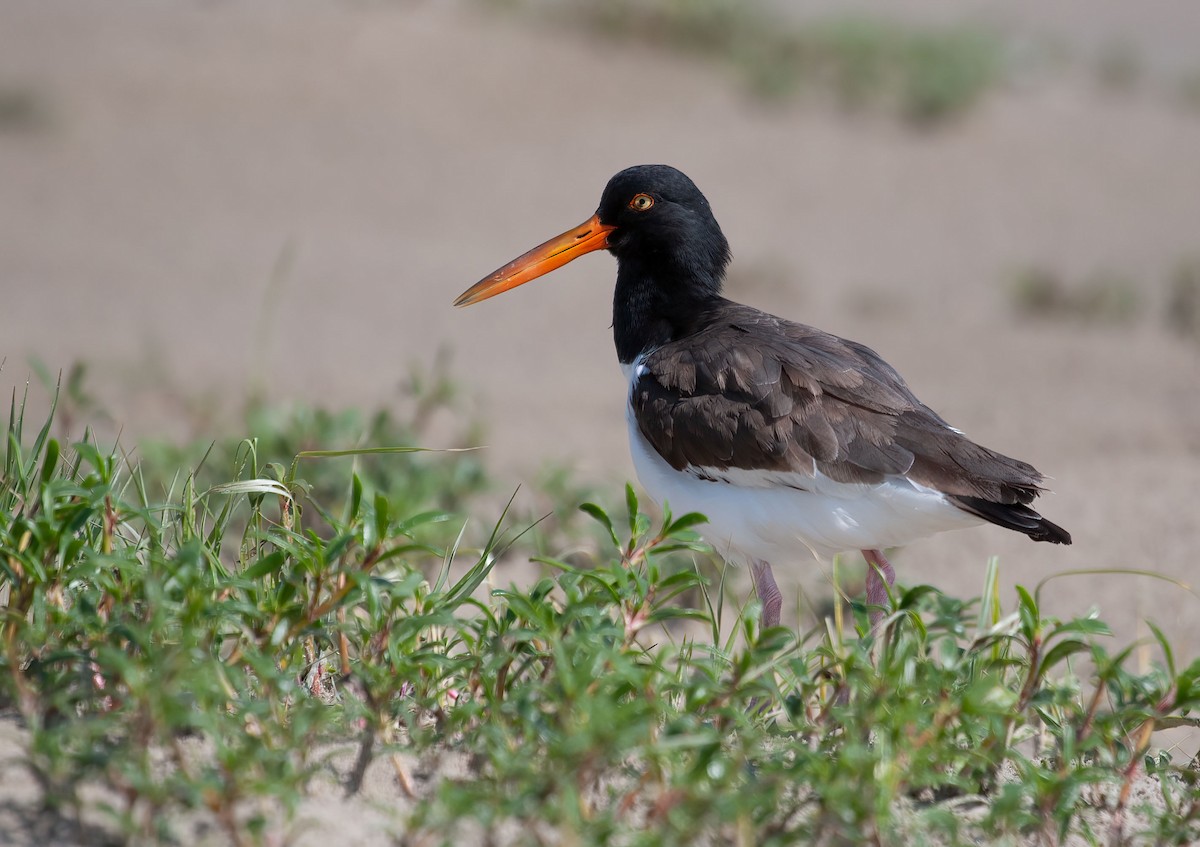 American Oystercatcher - ML426660591