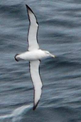 White-capped Albatross - Steven Hall