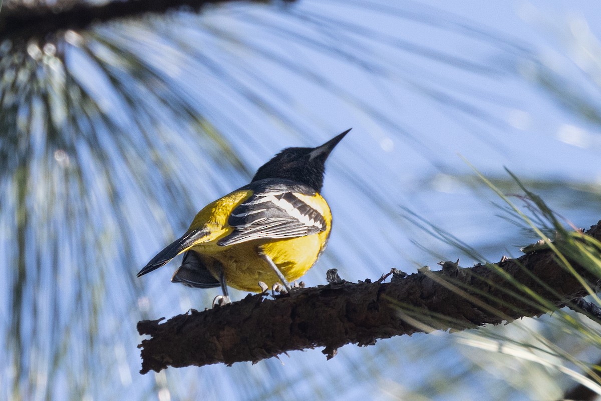 Oriole jaune-verdâtre - ML426661741