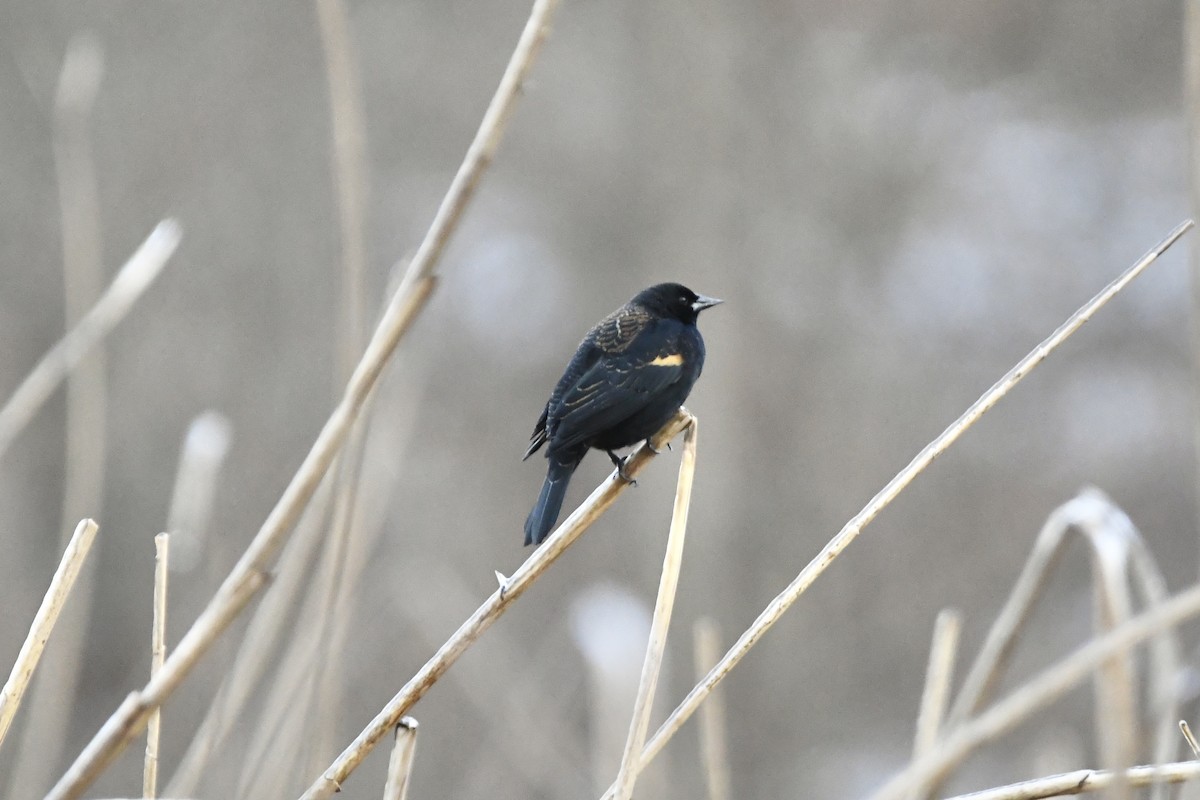 Red-winged Blackbird (Red-winged) - ML426663831