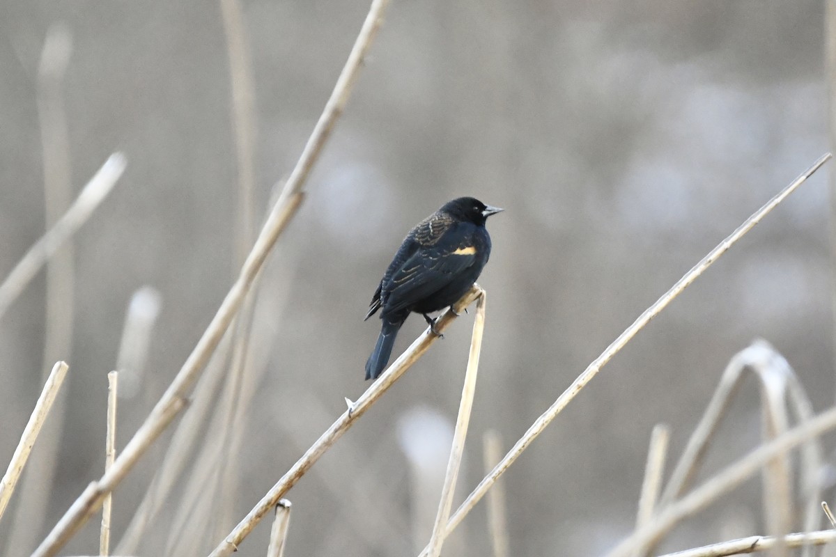 vlhovec červenokřídlý [skupina phoeniceus] - ML426663831