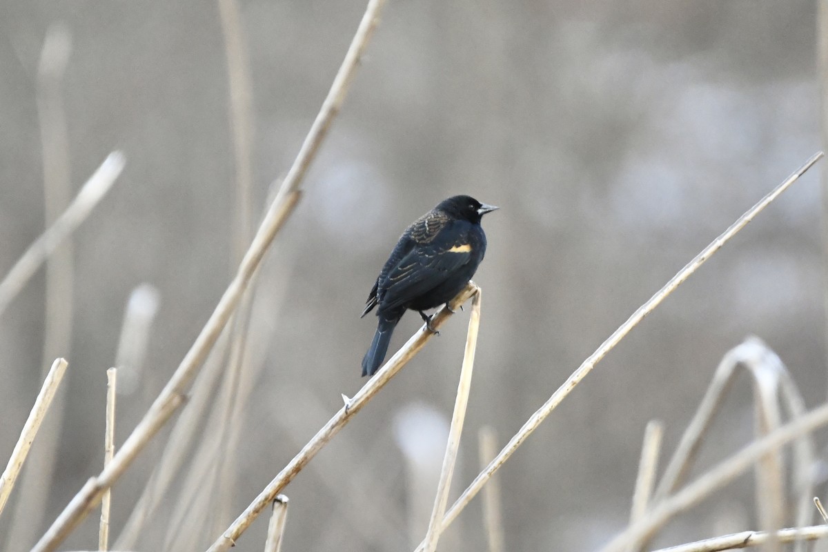 Red-winged Blackbird (Red-winged) - Julien Amsellem