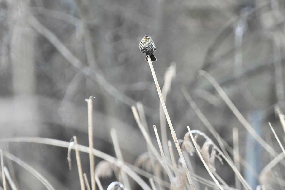 Red-winged Blackbird (Red-winged) - ML426663841