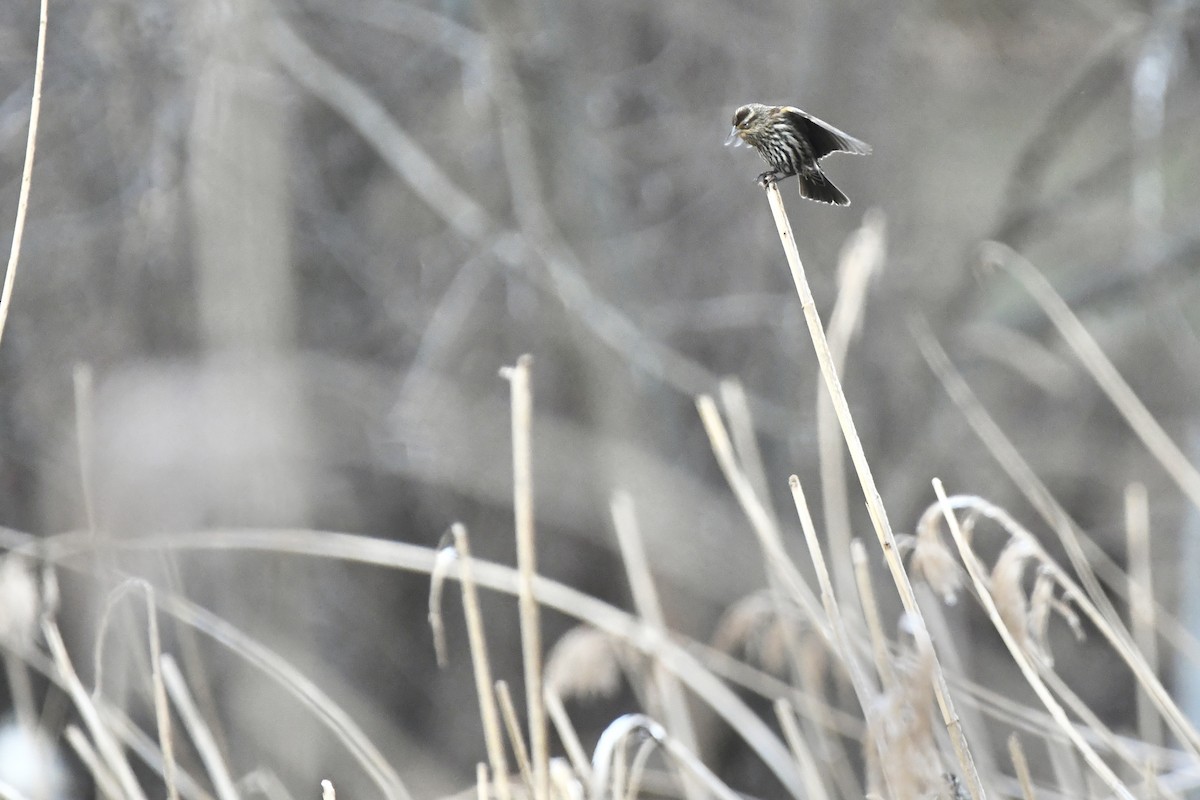 Red-winged Blackbird (Red-winged) - ML426663851