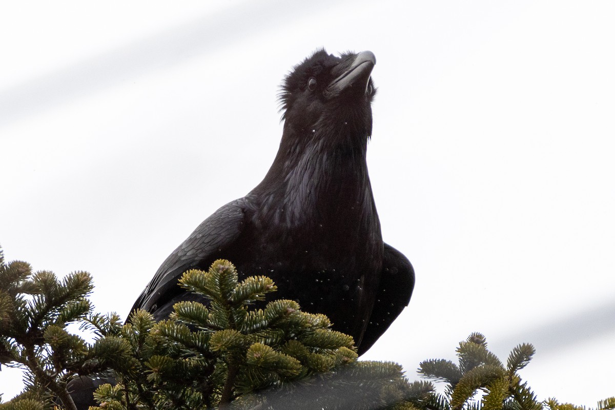 Common Raven - ML426665051