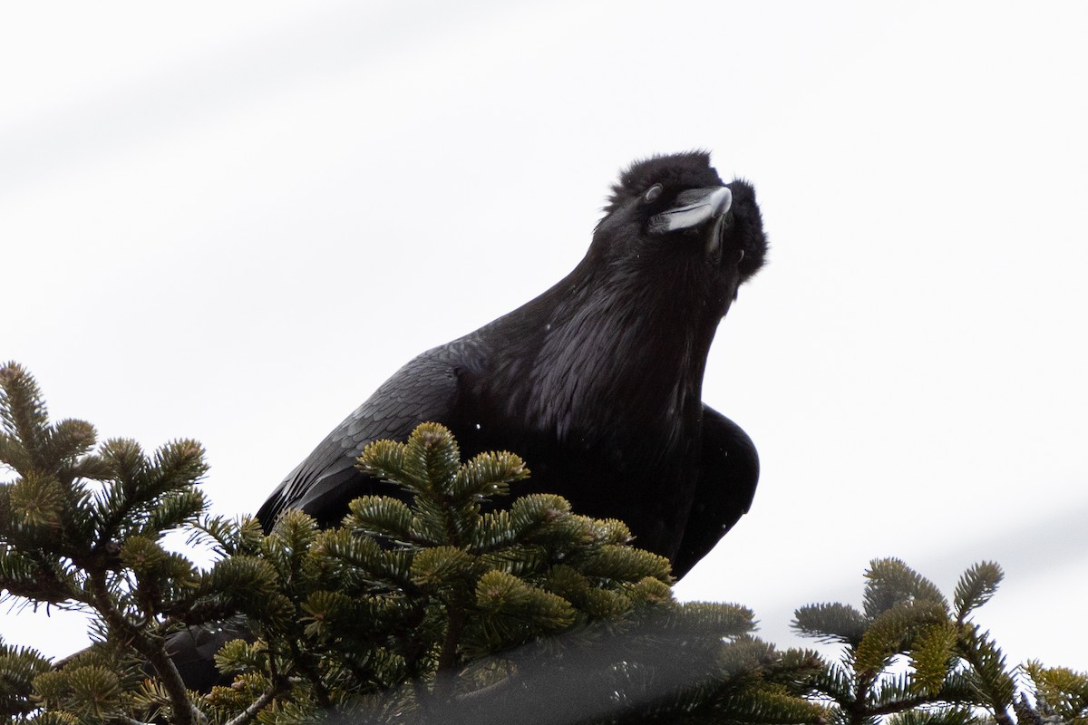 Common Raven - ML426665071