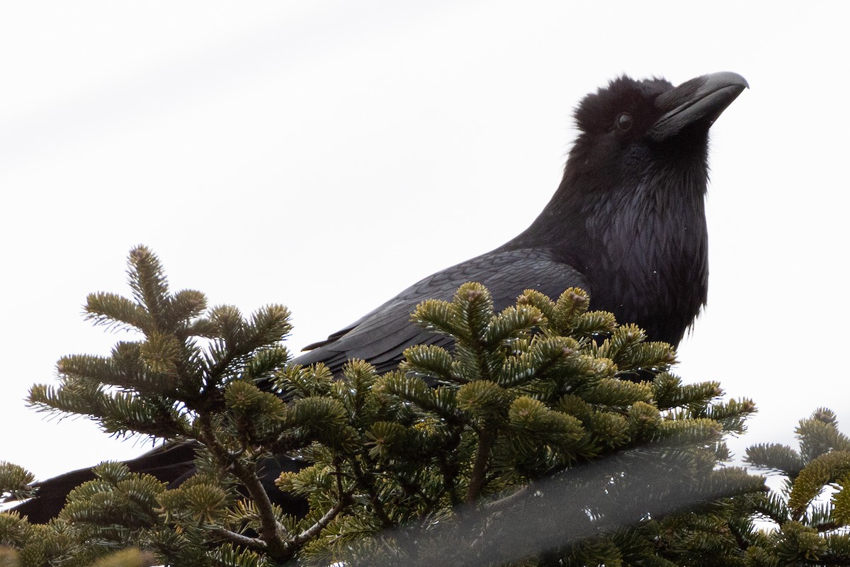 Common Raven - ML426665081
