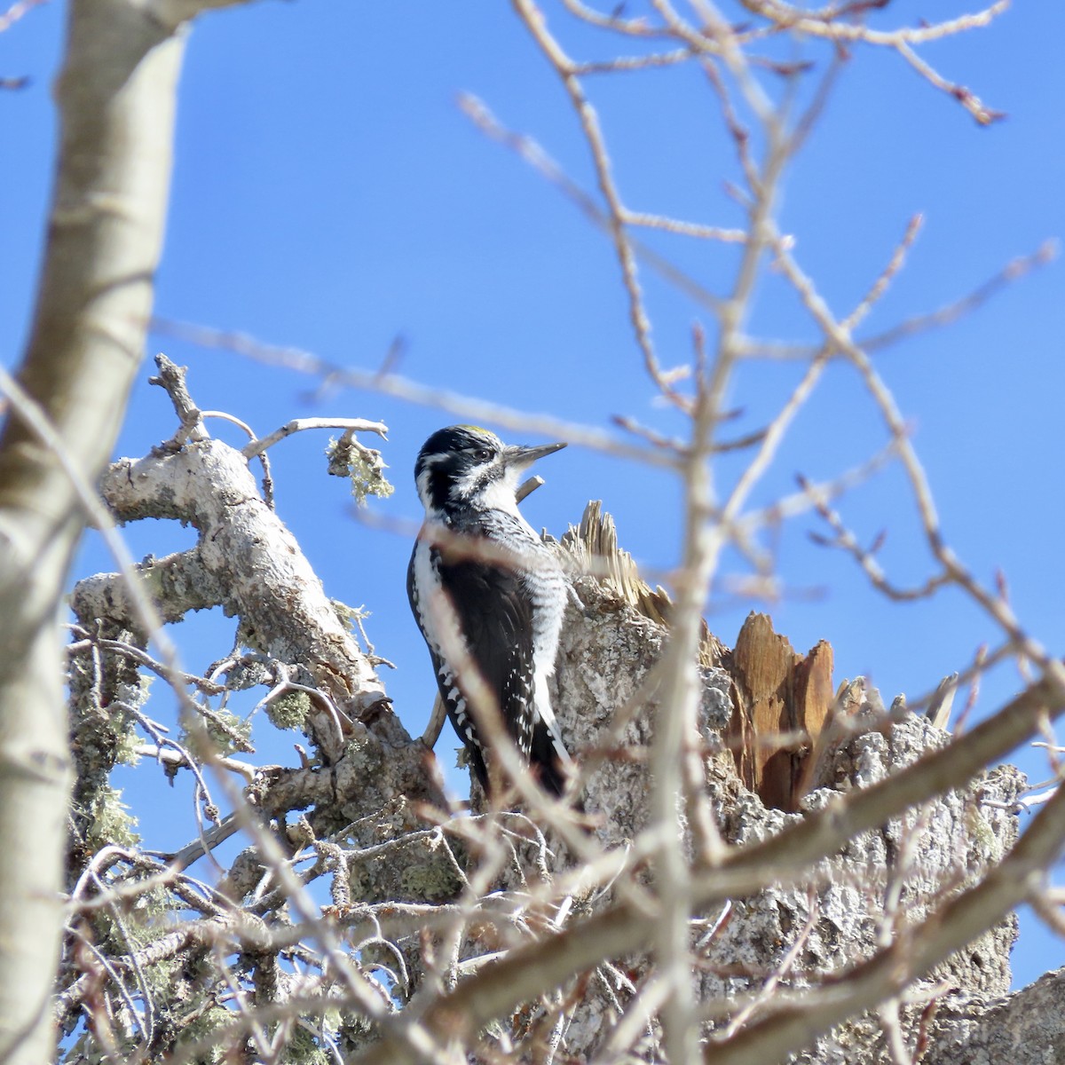 American Three-toed Woodpecker (Rocky Mts.) - ML426665571